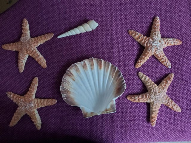 Preview of the first image of Collection of shells.