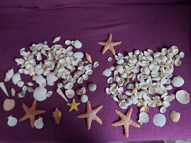 Image 2 of Collection of shells