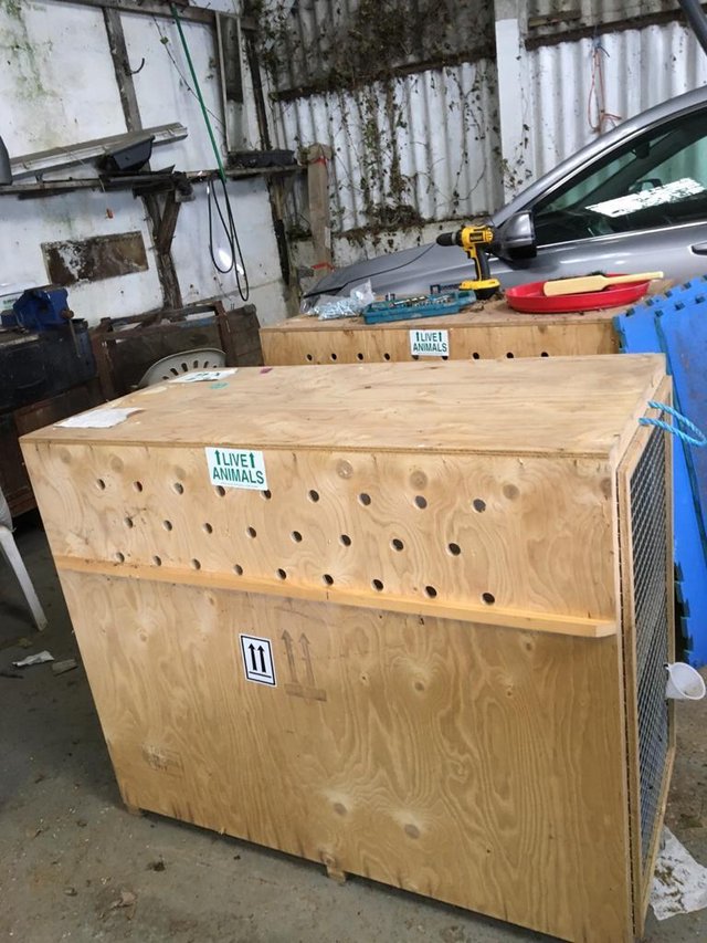 Image 3 of Airline approved large dog flight crates