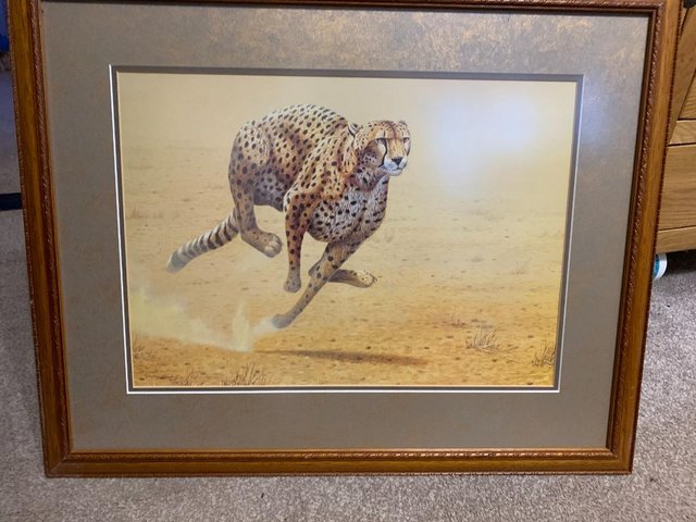 Preview of the first image of Stephen gayford picture of CHEETAH.