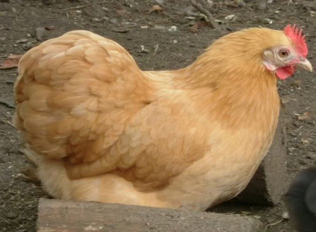 Preview of the first image of Pekin Chickens - Chicks - Best Garden Chickens Hens Bantam.
