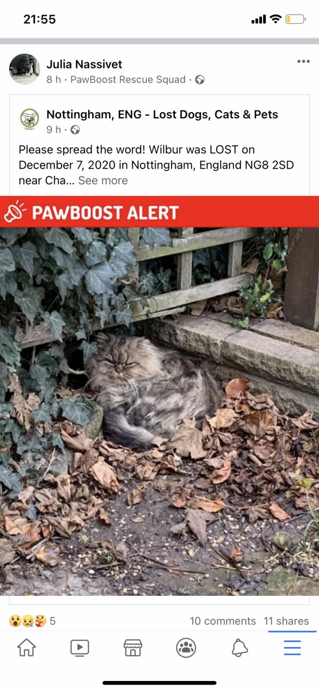 Image 2 of Lost cat