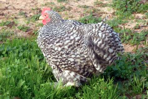 Image 3 of Pekin Chickens - Chicks - Best Garden Chickens Hens Bantam