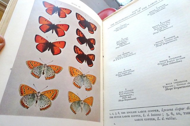 Image 4 of The New Naturalist - Butterflies