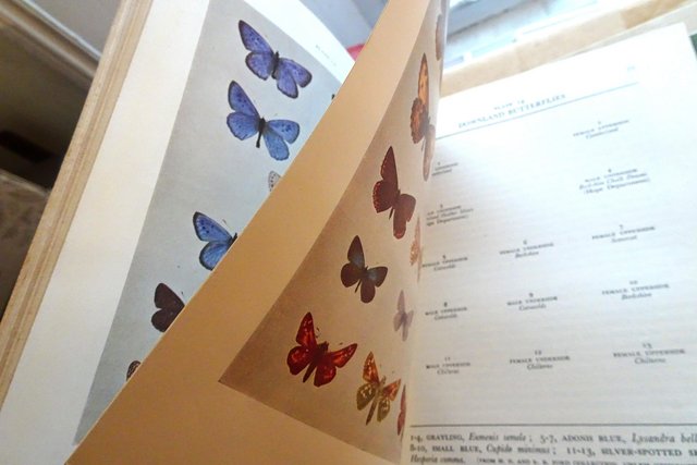 Image 5 of The New Naturalist - Butterflies
