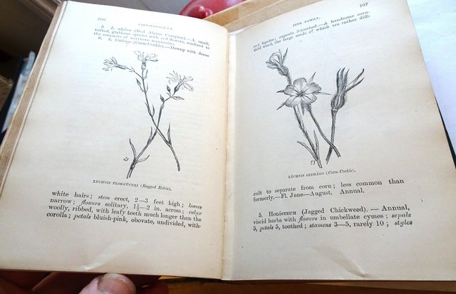 Image 3 of Flowers Of The Field - Rev. C. A. Johns