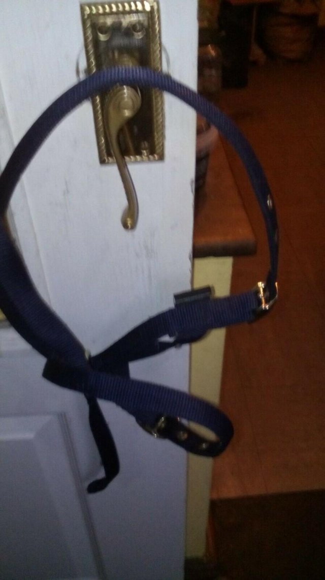 Image 2 of Brand New Shires Navy Foal Headcollar