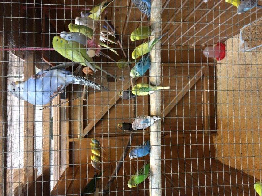 Preview of the first image of Budgies for Sale.