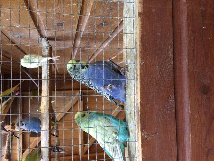 Image 2 of Budgies for Sale