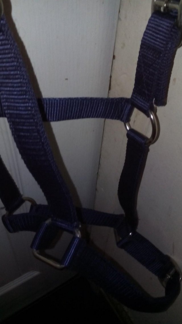 Preview of the first image of Brand New and Tagged Full Horse Navy Roma Headcollar.