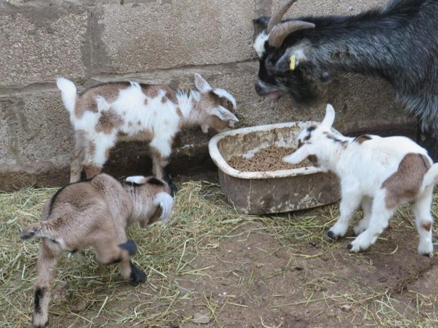 Image 3 of Pygmy goats whether just over 5 months old for sale