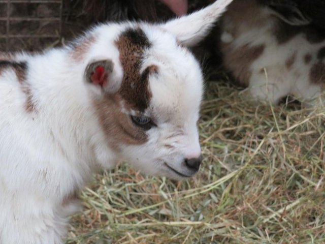 Preview of the first image of Pygmy goats whether just over 5 months old for sale.