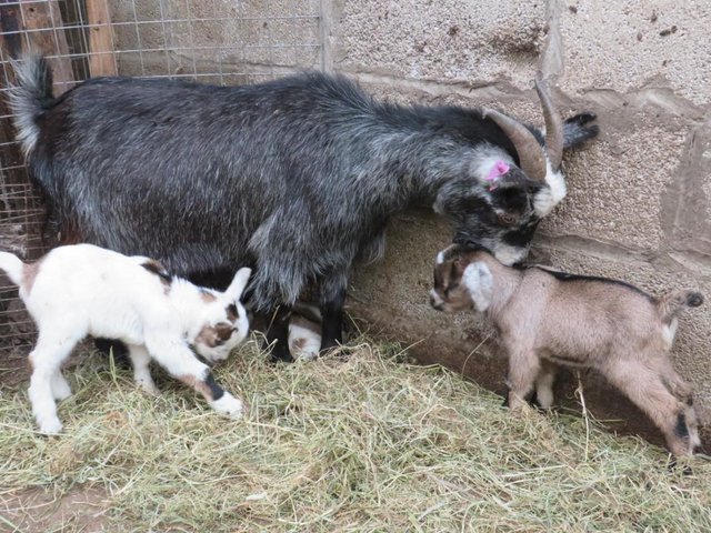 Image 4 of Pygmy goats whether just over 5 months old for sale
