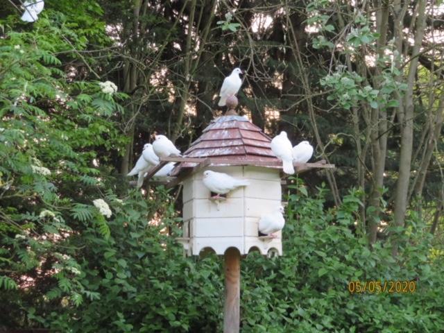 Preview of the first image of White Garden Doves Free Flyi wonderful birds.