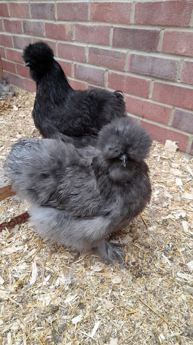 Preview of the first image of Usa and english silkie hatching eggs.