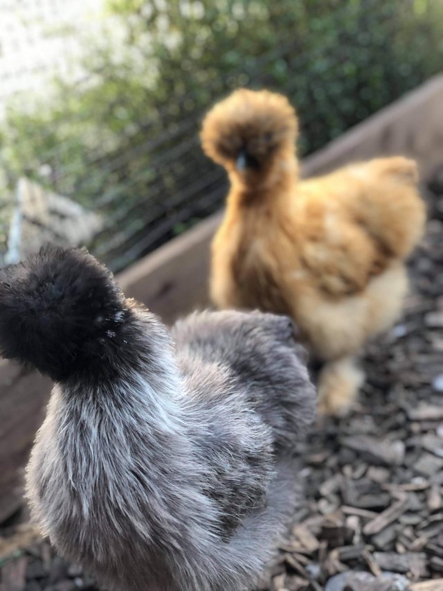 Image 2 of Usa and english silkie hatching eggs