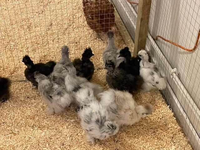 Image 3 of Usa and english silkie hatching eggs