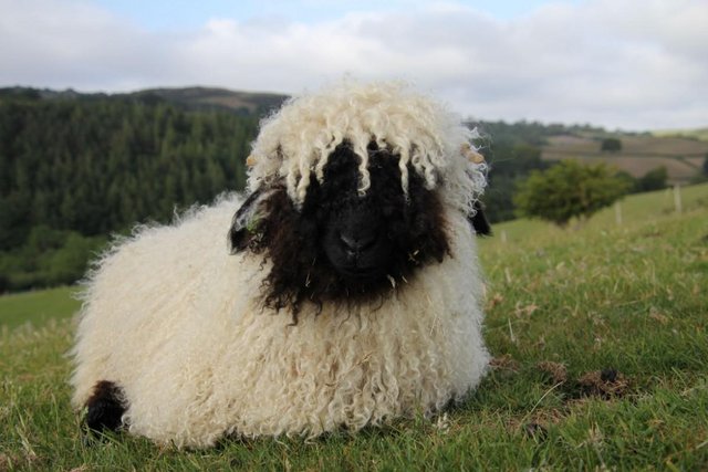 Preview of the first image of Pedigree Valais Blacknose lambs.