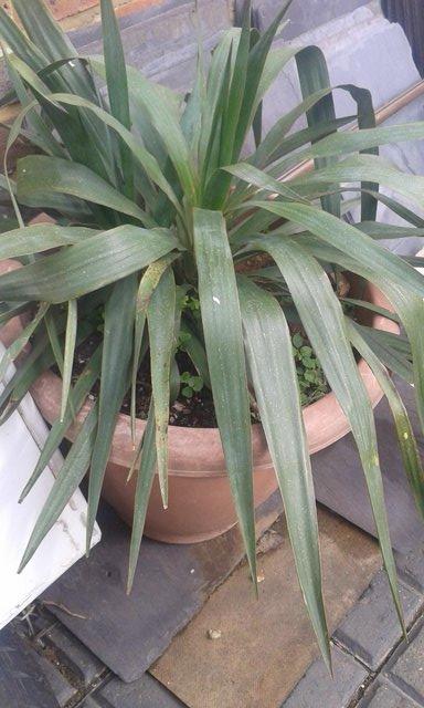 Image 2 of Yucca 2ft in 15". plastic pot