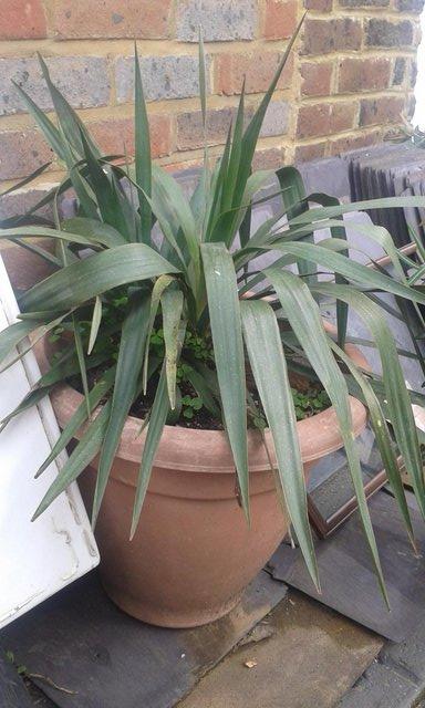 Image 3 of Yucca 2ft in 15". plastic pot