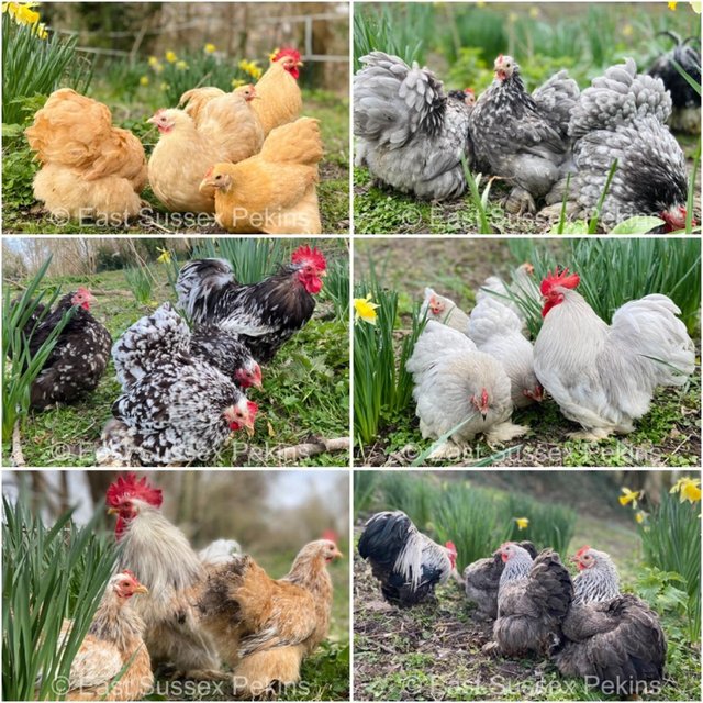 Preview of the first image of PEKIN BANTAMS - LOTS OF COLOURS - GUARANTEED FEMALE.