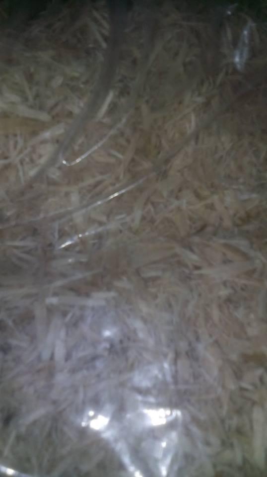 Preview of the first image of Brand New and Sealed 10 litre bag of Aspen Substrate.