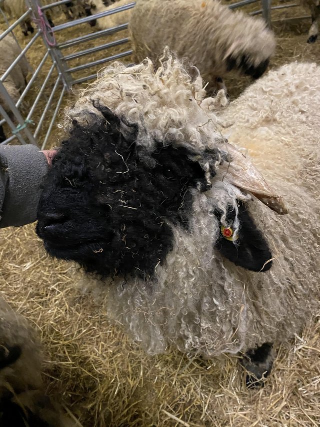 Image 2 of Pure unregistered Valais Blacknose Rams
