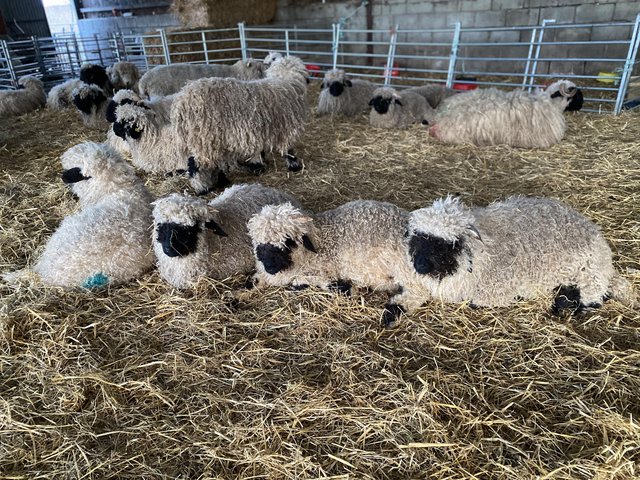 Preview of the first image of Pure unregistered Valais Blacknose Rams.