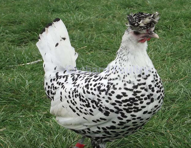 Preview of the first image of Silver Appenzeller Chickens Dalmatian Rare Breed.
