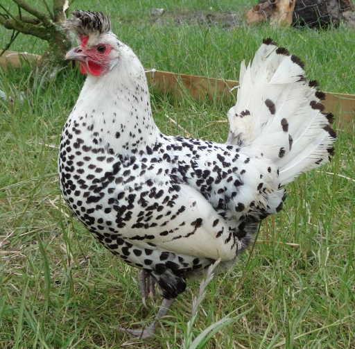 Image 2 of Silver Appenzeller Chickens Dalmatian Rare Breed