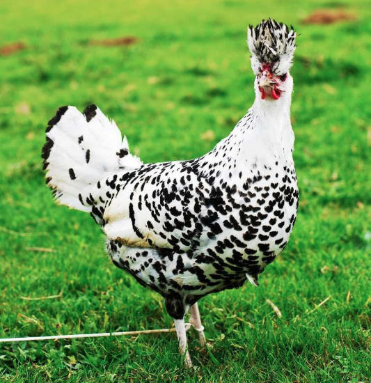 Image 3 of Silver Appenzeller Chickens Dalmatian Rare Breed