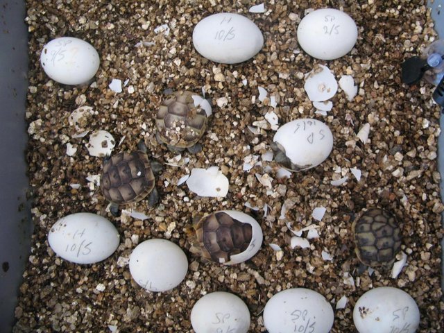 Image 2 of Baby Hermann Tortoises for sale