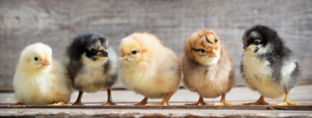 Preview of the first image of Baby Chicks Chickens - Day Olds - Rare Breeds.
