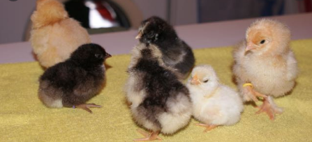 Image 2 of Baby Chicks Chickens - Day Olds - Rare Breeds