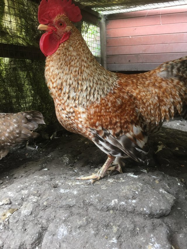 Preview of the first image of Gold Welbar Bantam cockerel …..