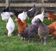 Preview of the first image of POL Hybrid Laying Hens , Bantams, Ducks and Quail.