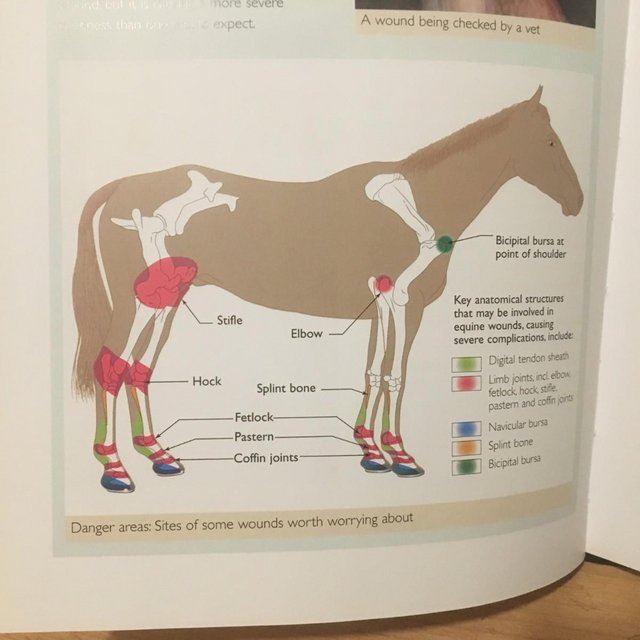 Image 3 of The Complete Equine Emergency Bible