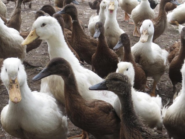 Preview of the first image of Magpie, khaki Campbellducks for sale.