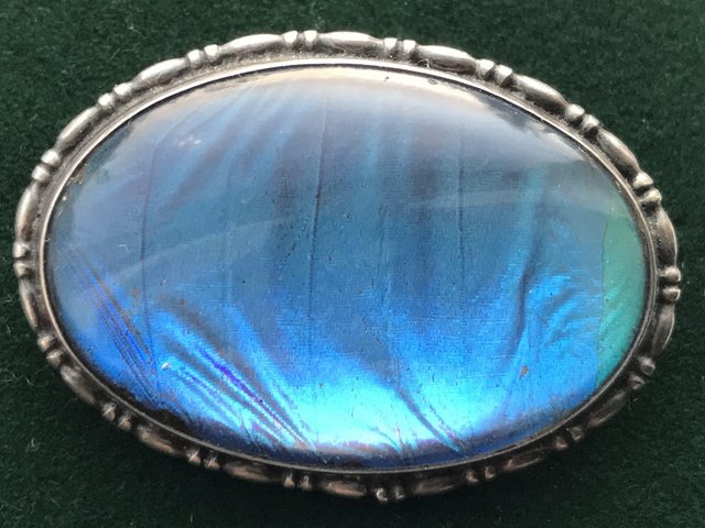 Preview of the first image of Edwardian 925 silver iridescent butterfly wing brooch.