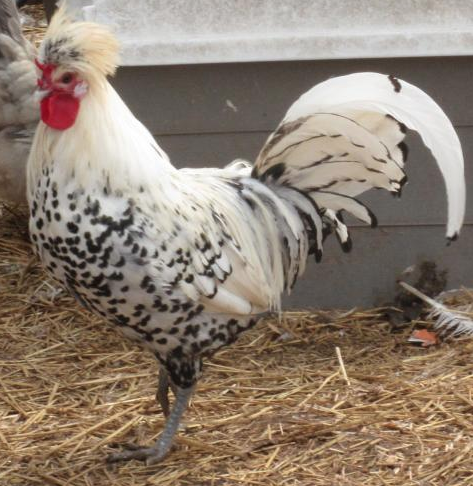 Preview of the first image of Silver Appenzeller cockerel chicken rare breed.