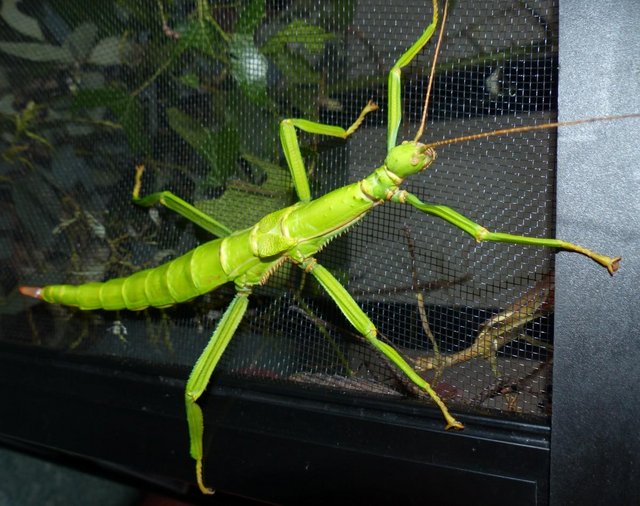 Preview of the first image of Green Bean Stick Insect Nymphs.