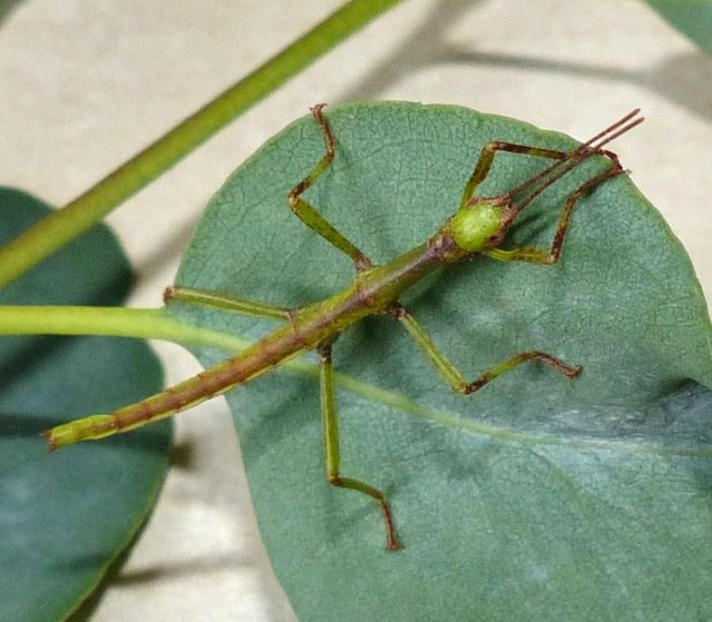Image 3 of Green Bean Stick Insect Nymphs
