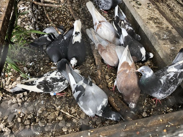 Image 5 of Pigeons for Sale in Burnley, rollers & coloured birds