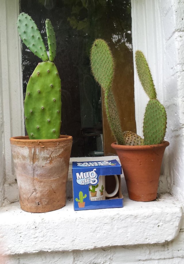 Image 3 of Quirky Cactus Mug for a Cactus Grower/Gardener!