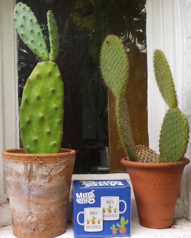 Image 7 of Quirky Cactus Mug for a Cactus Grower/Gardener!