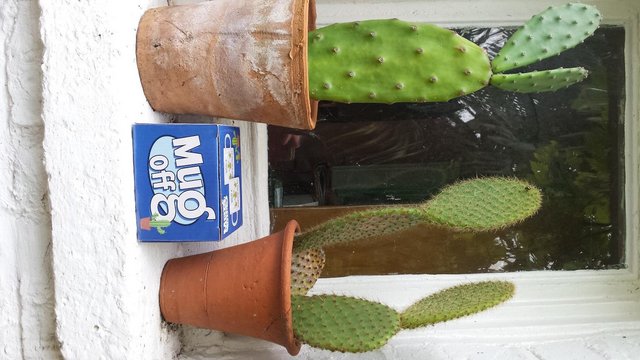 Image 8 of Quirky Cactus Mug for a Cactus Grower/Gardener!
