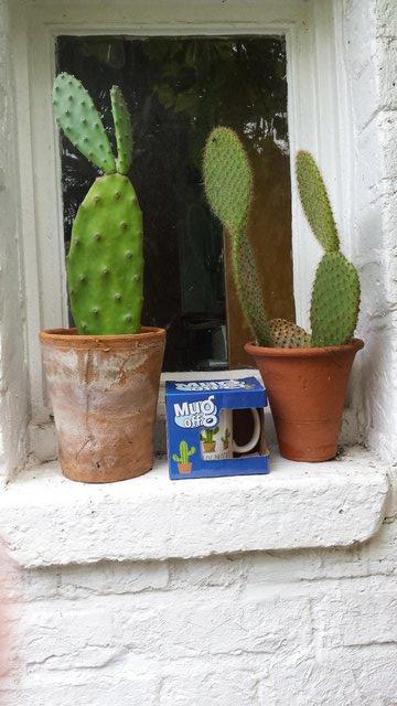 Image 11 of Quirky Cactus Mug for a Cactus Grower/Gardener!