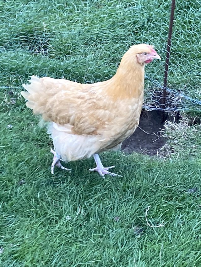 Preview of the first image of Buff Orpington cockerel hatched June 22.