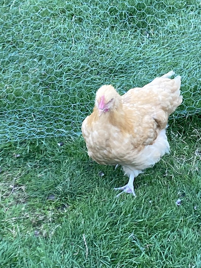 Image 2 of Buff Orpington cockerel hatched June 22