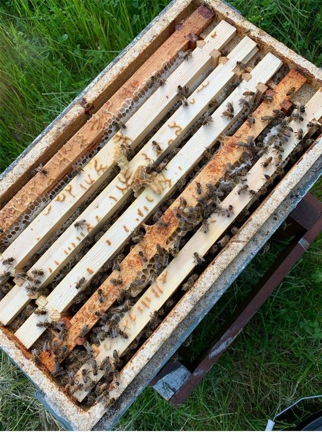 Image 3 of Honey Bees - Bee Hive - 6 or 12 x Frame National Colonies